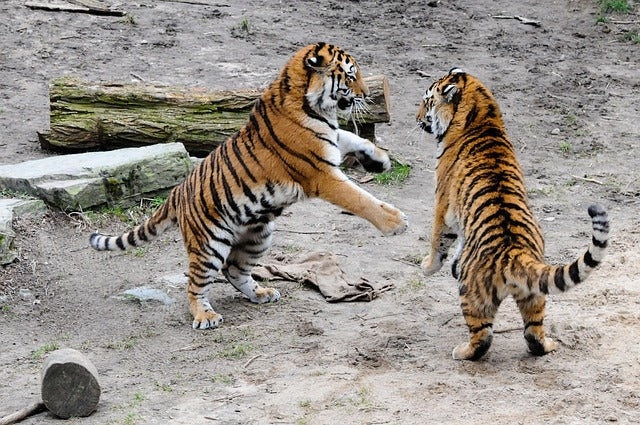Untold Stories of the Sundarbans Forest