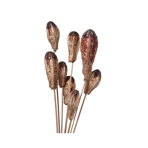 Dried Natural Mahgoni Fruits on Stem