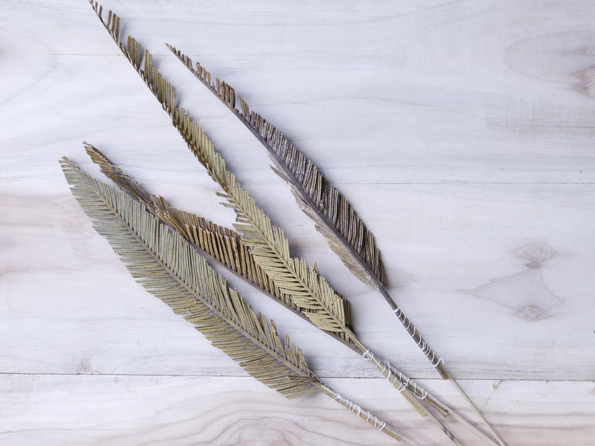 Dried Cycus Cutting with Stem