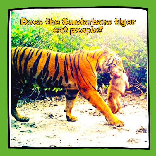Does the Sundarbans tiger eat people?