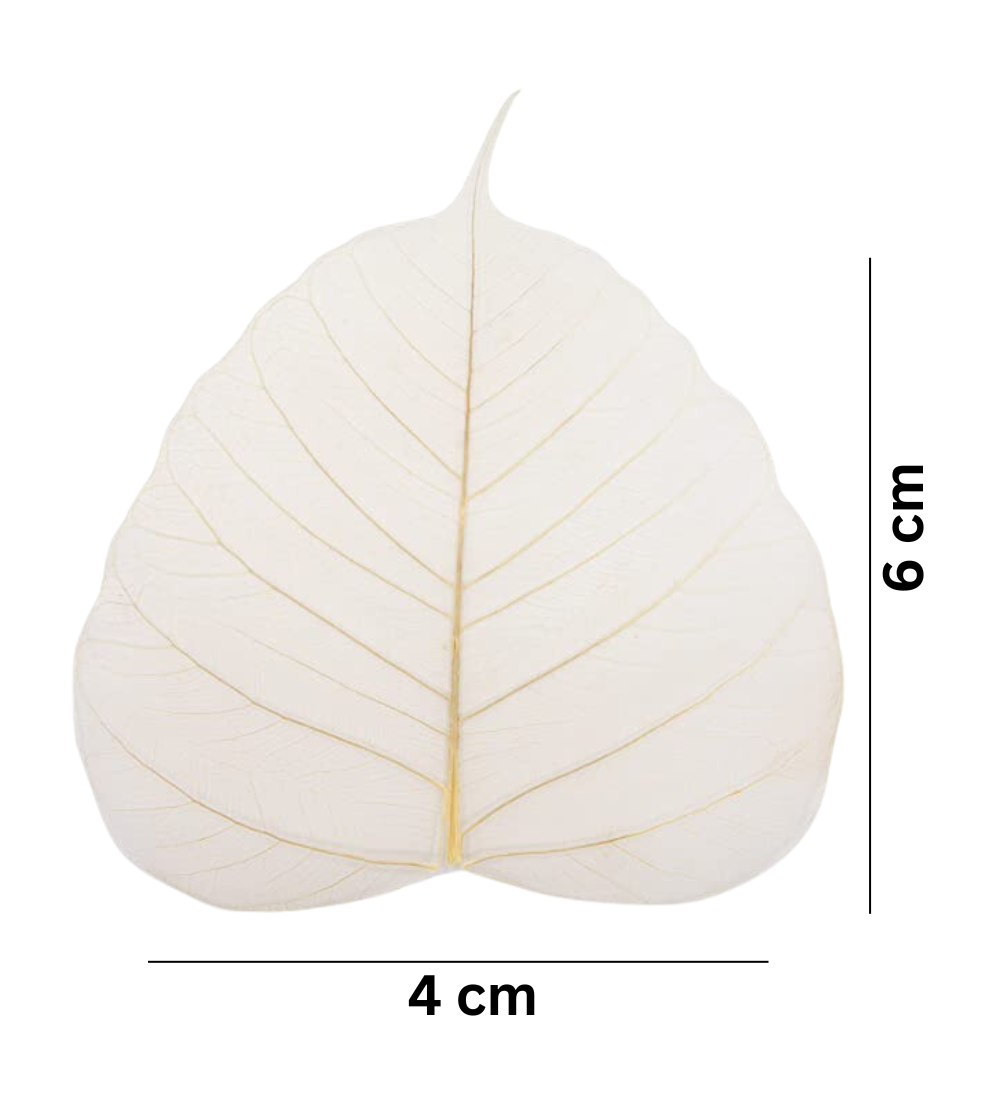 Natural Dried Pepal Leaves Skeleton Net