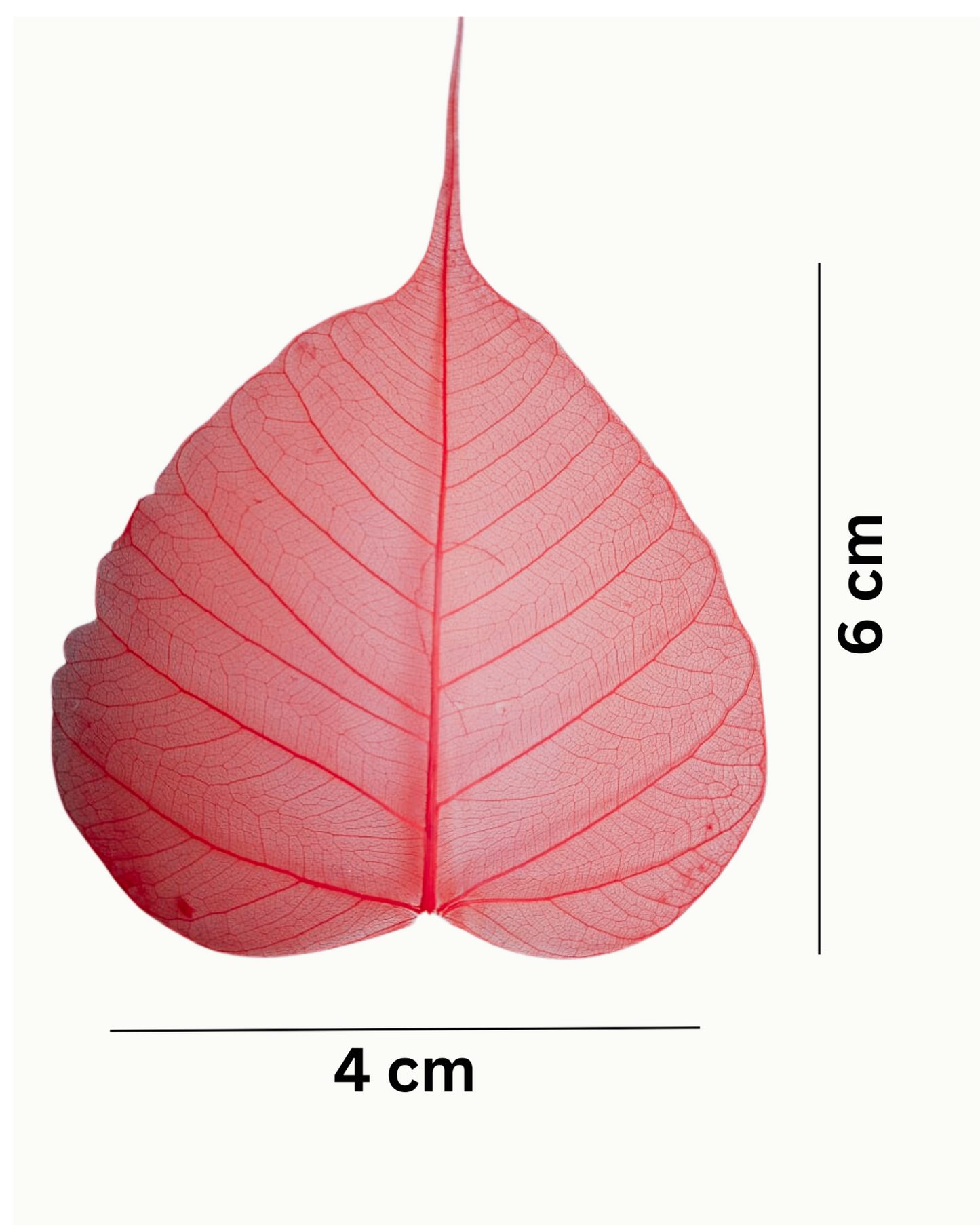 Natural Dried Pepal Leaves Skeleton Net