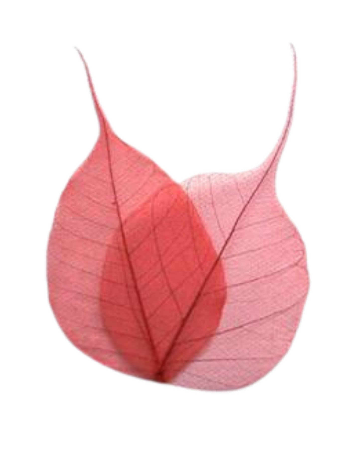 Natural Dried Pepal Leaves Skeleton Net