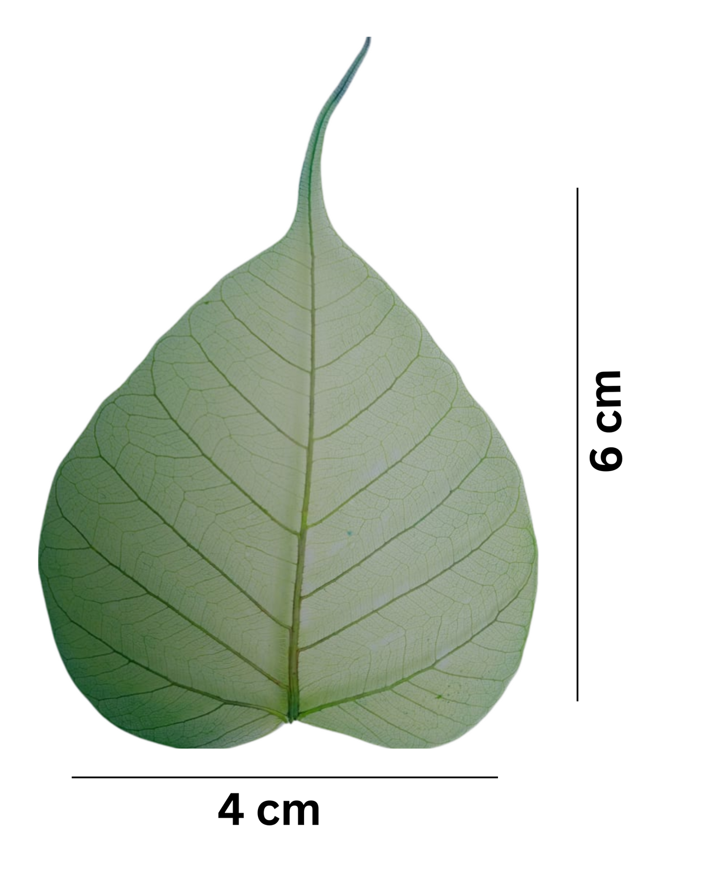 Natural Dried Pepal Leaves Skeleton Net