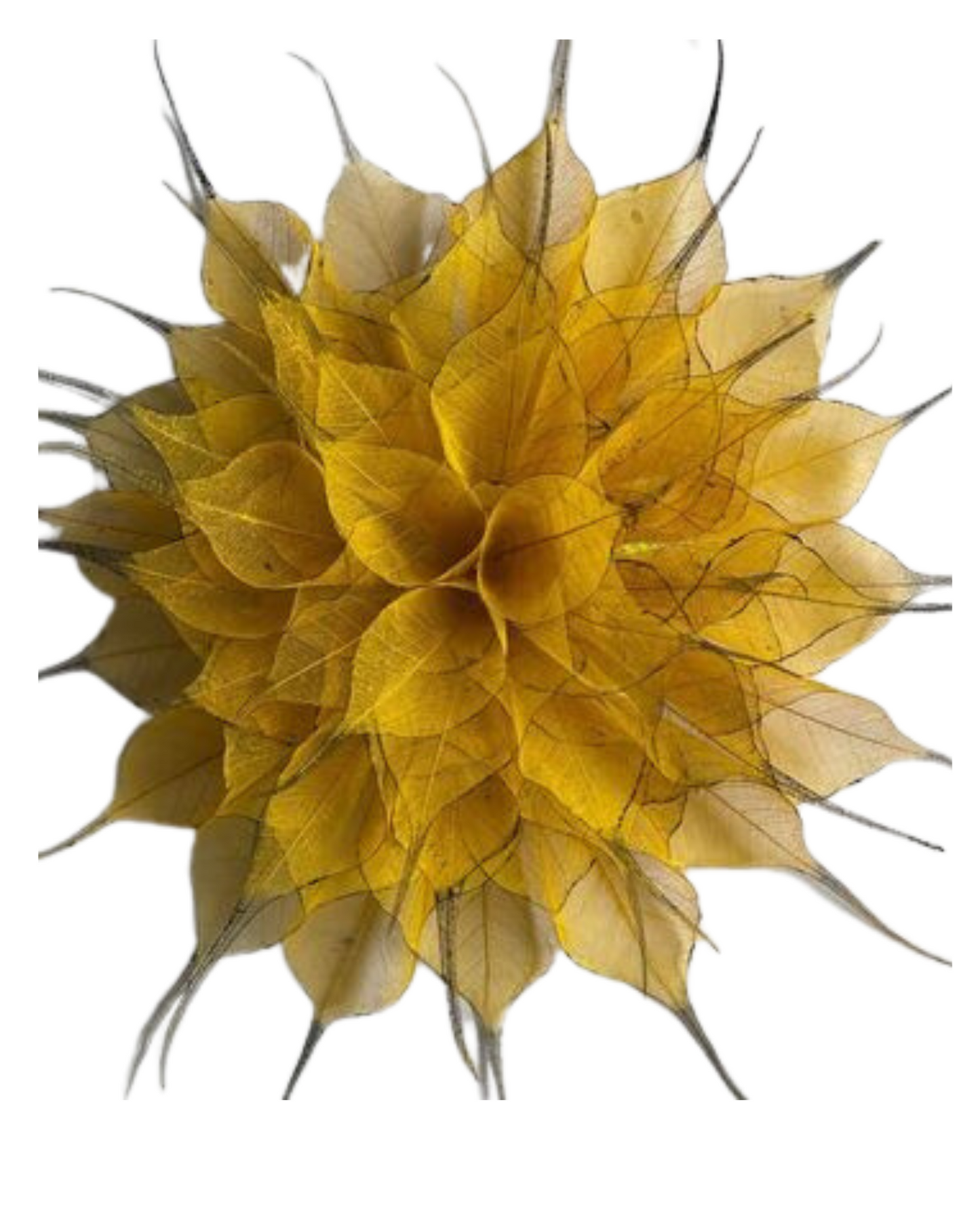 Natural Dried Pepal Leaves Skeleton Net