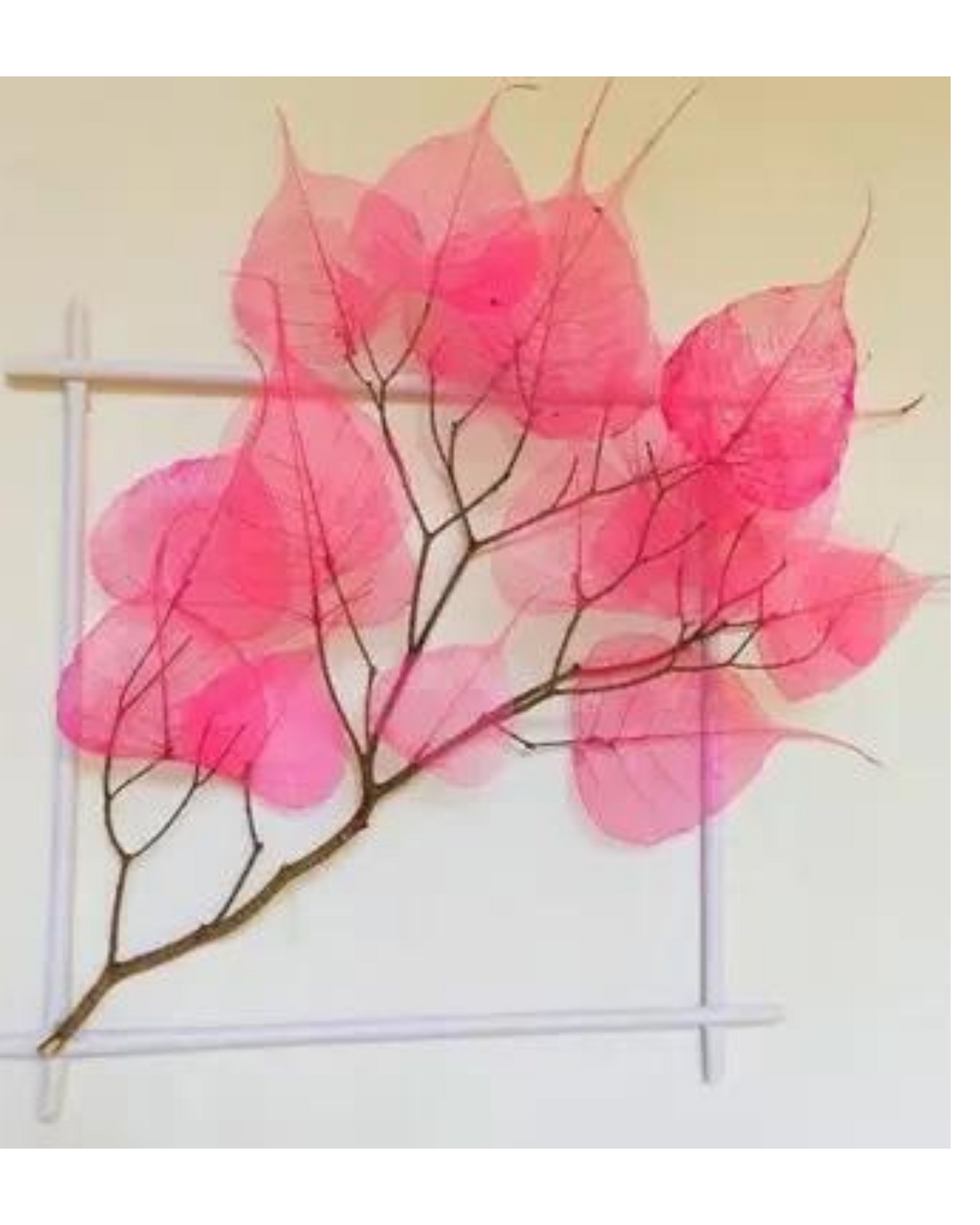 Natural Dried Pepal Leaves Skeleton Net