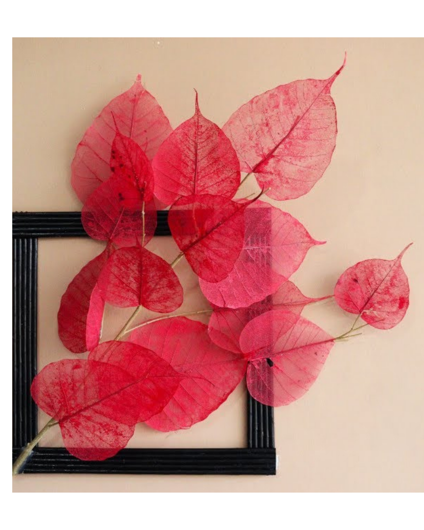 Natural Dried Pepal Leaves Skeleton Net