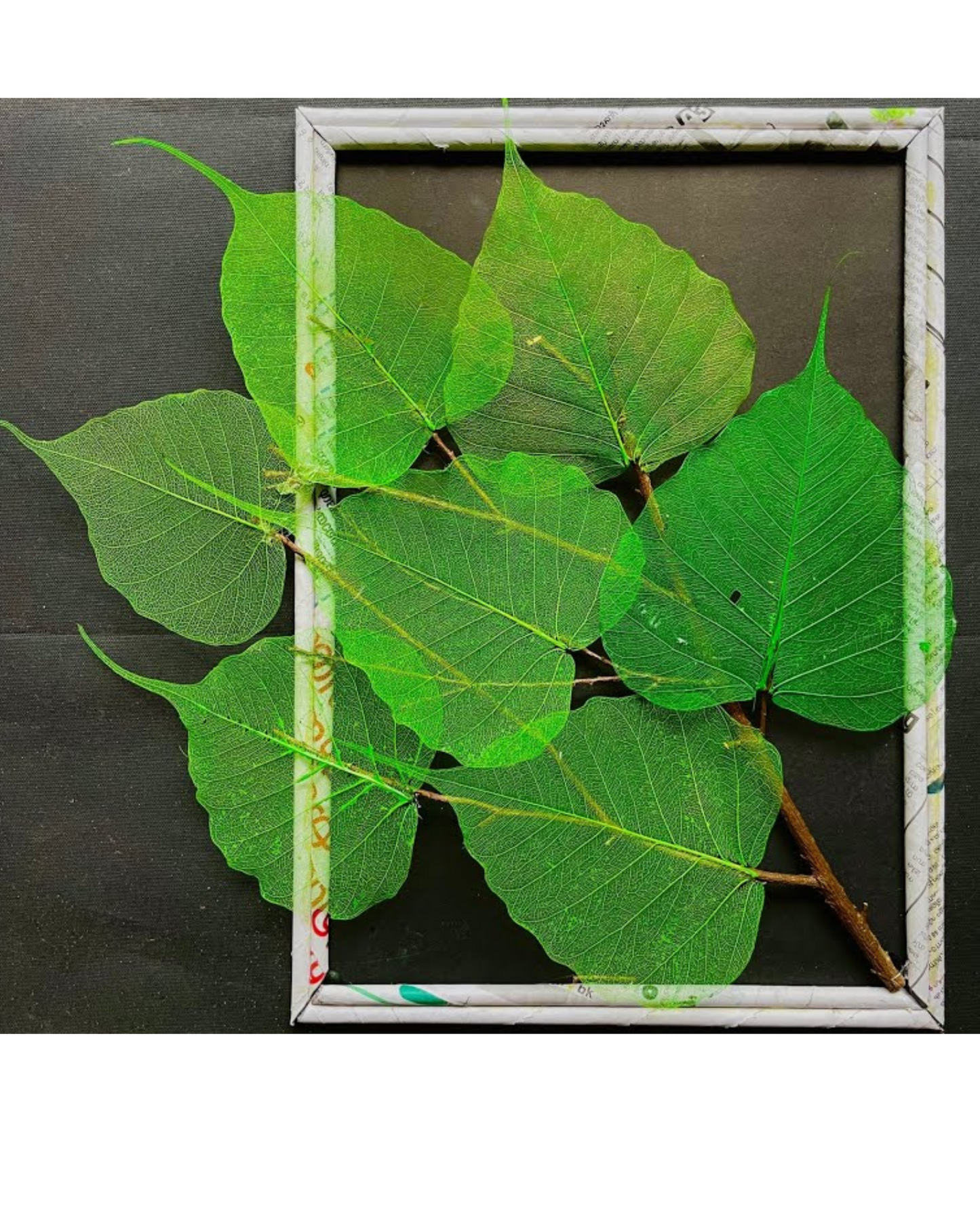 Natural Dried Pepal Leaves Skeleton Net
