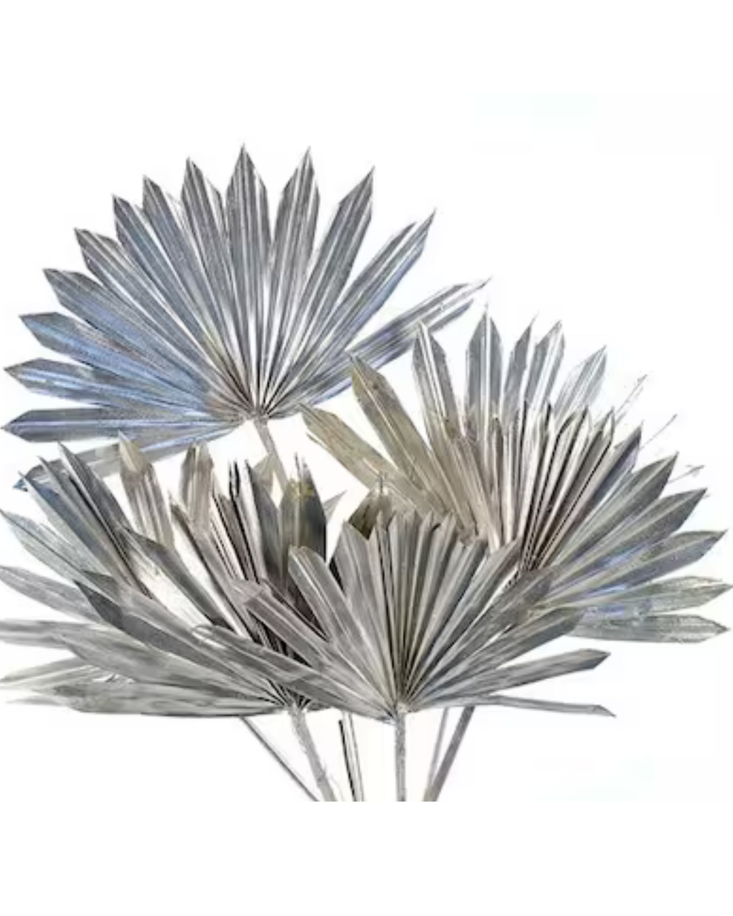 Dried Natural Palm Leaf Sun Spear