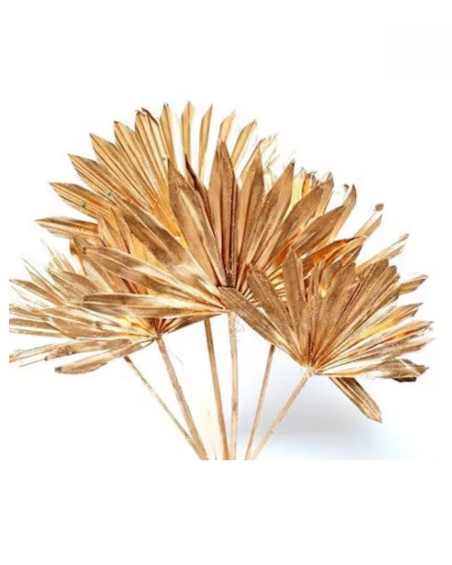 Dried Natural Palm Leaf Sun Spear