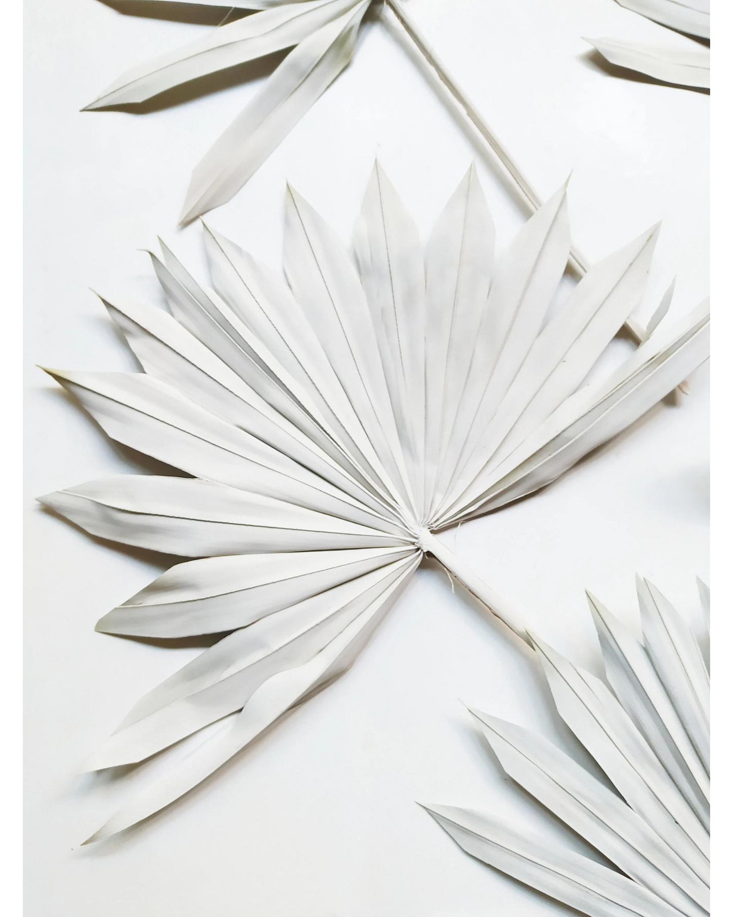 Dried Natural Palm Leaf Sun Spear