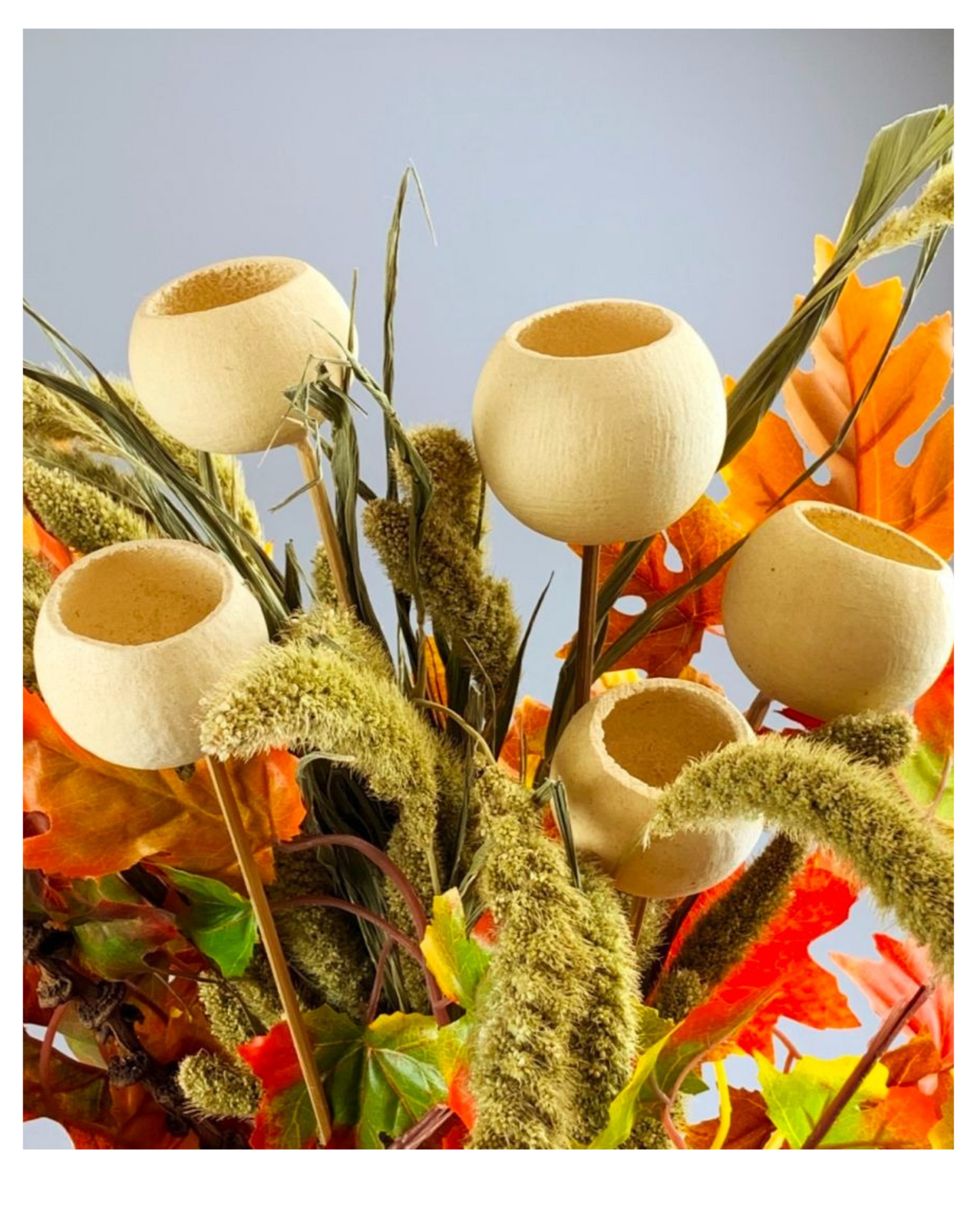 Dried Bell Fruit Shell Bleached on Stem