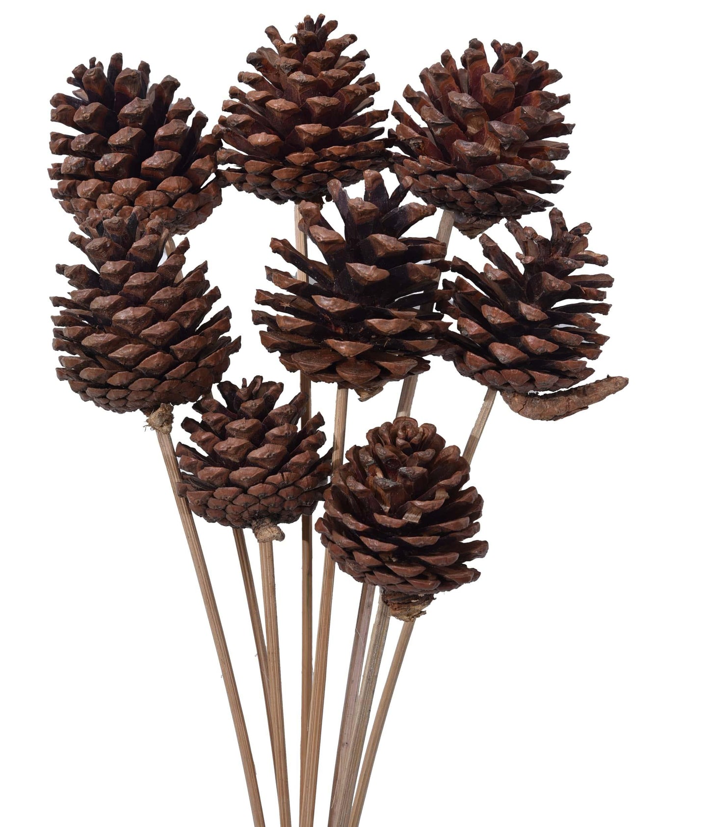 Natural Dried Pine Flowers on Stem