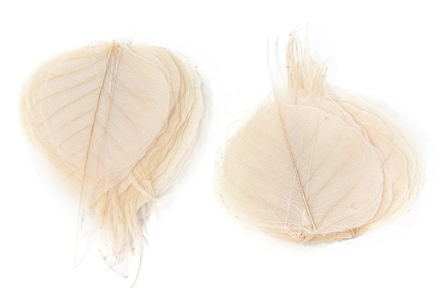 Natural Dried Pepal Leaves Skeleton Net