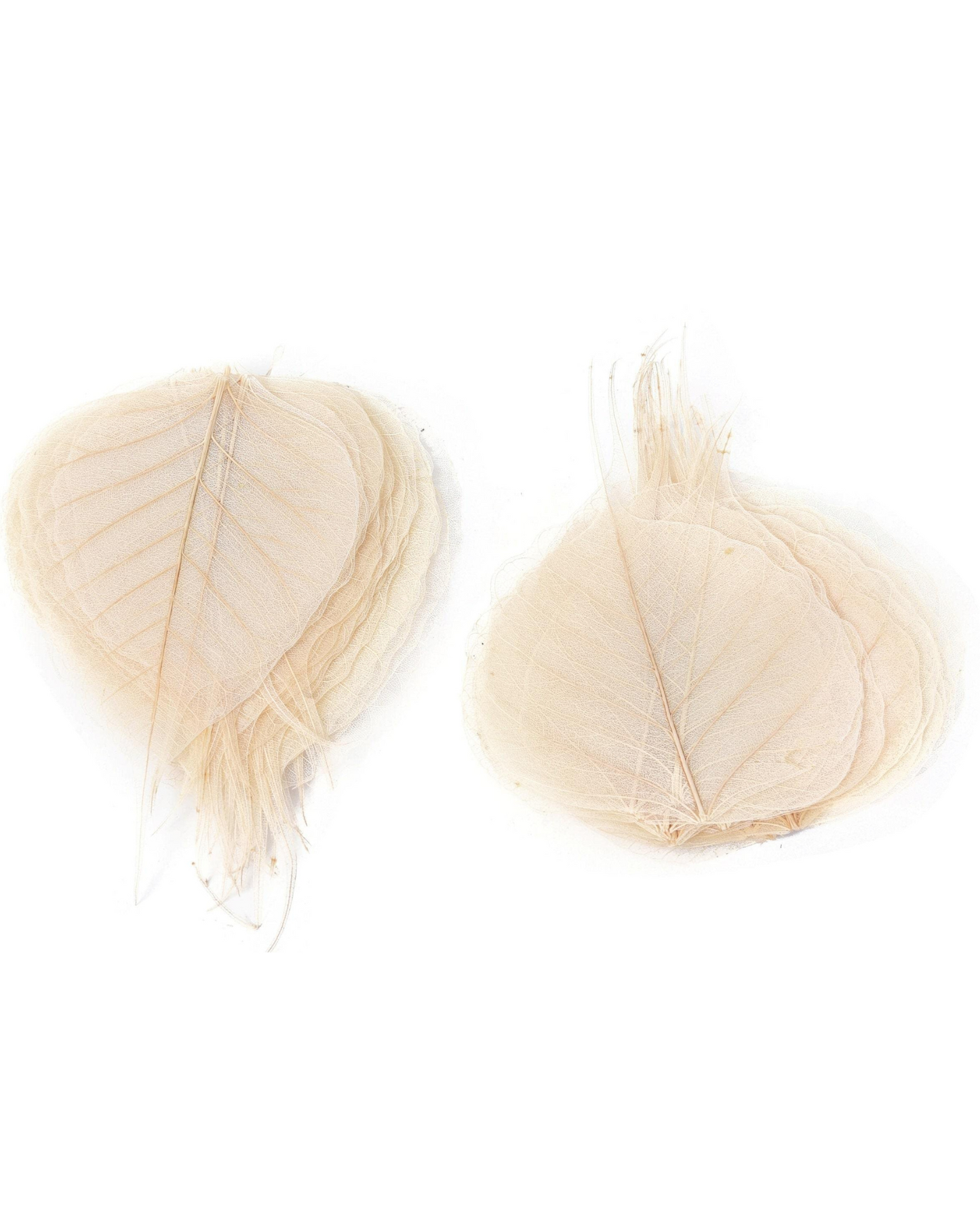 Peepal Leaf Skeleton For Craft & DIY | 100 Pcs Pack