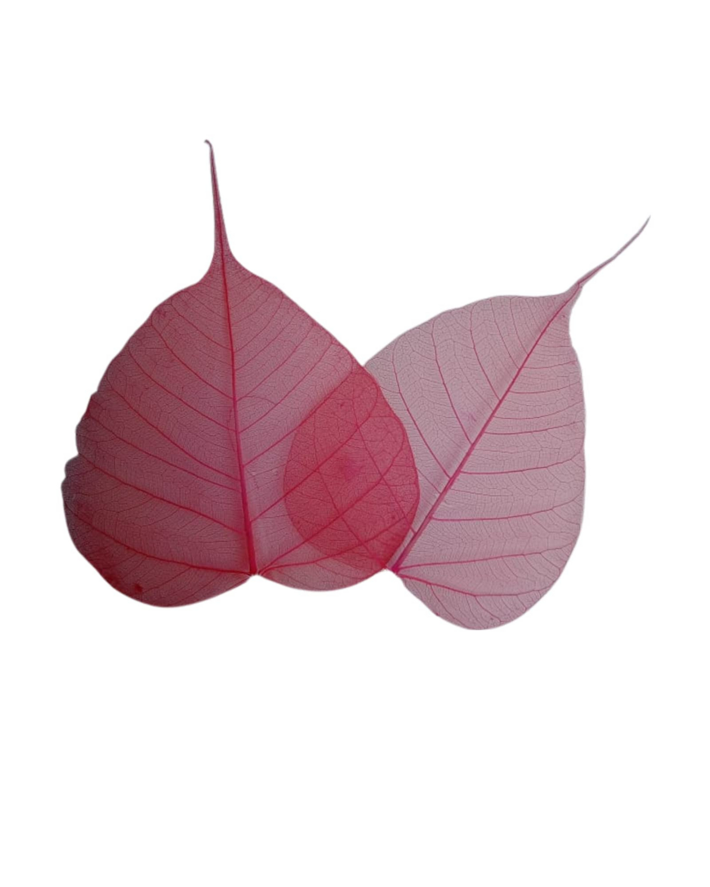 Peepal Leaf Skeleton For Craft & DIY | 100 Pcs Pack