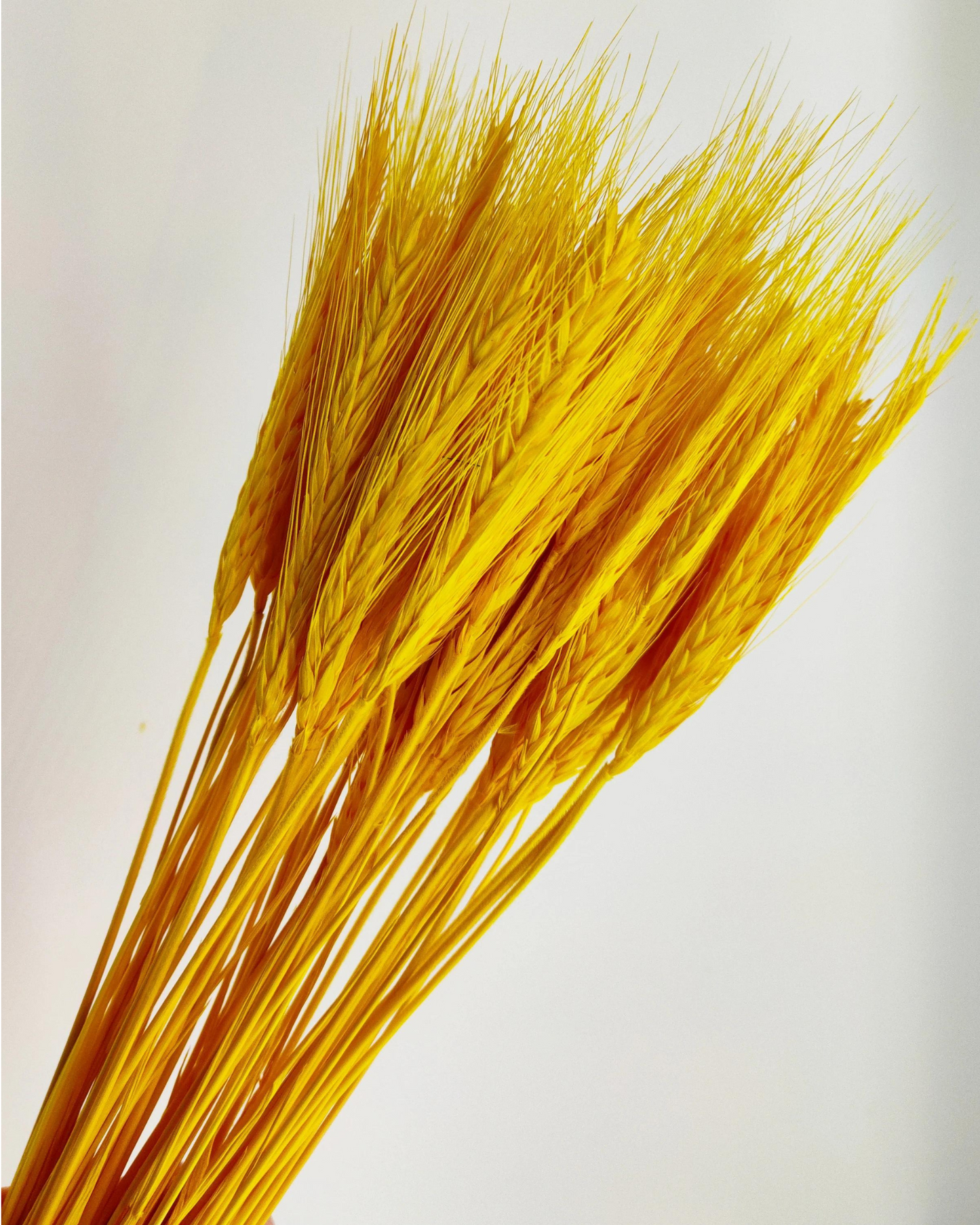 Dried Wheat Stalks for Decor - Set of 100
