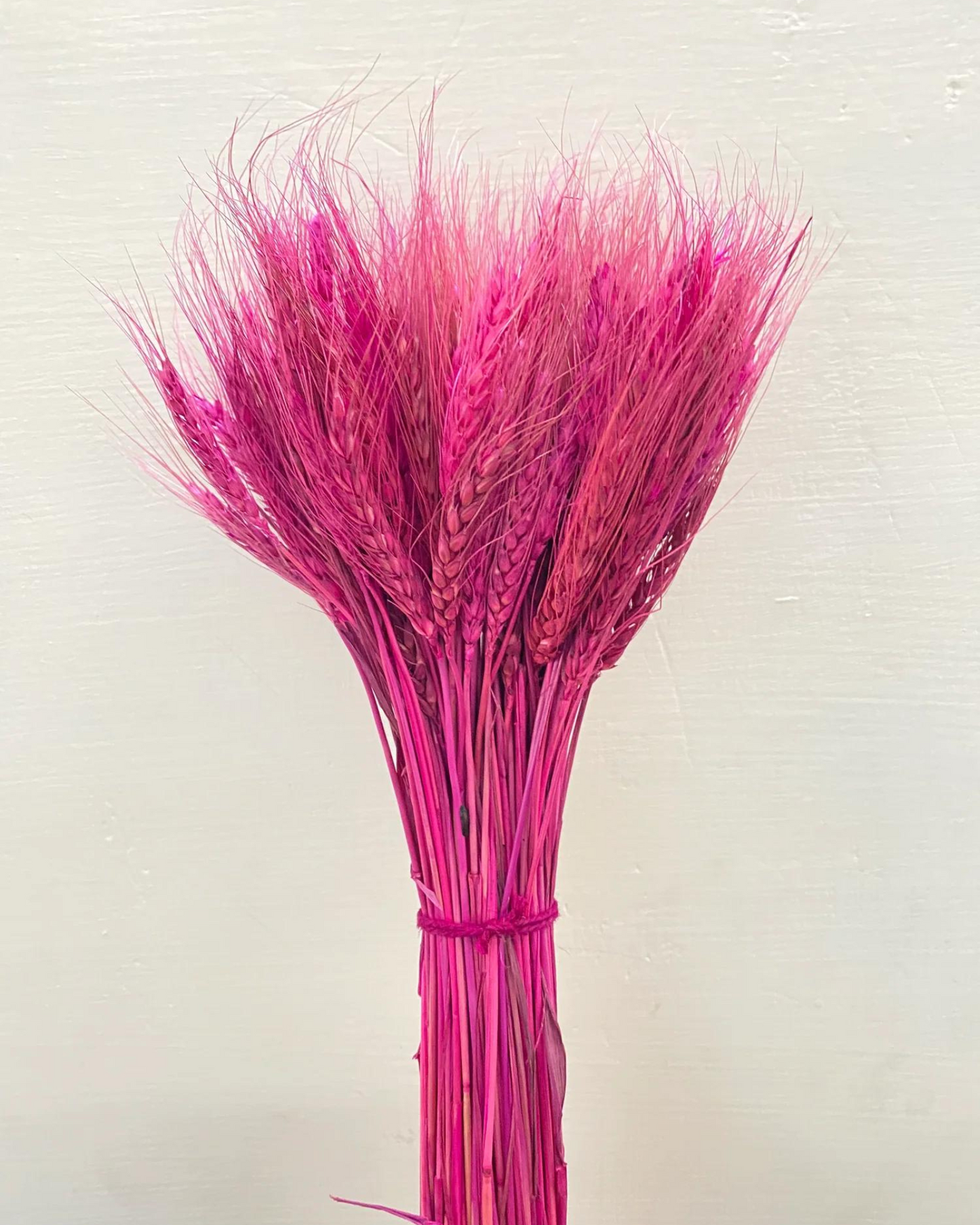 Dried Wheat Stalks for Decor - Set of 100