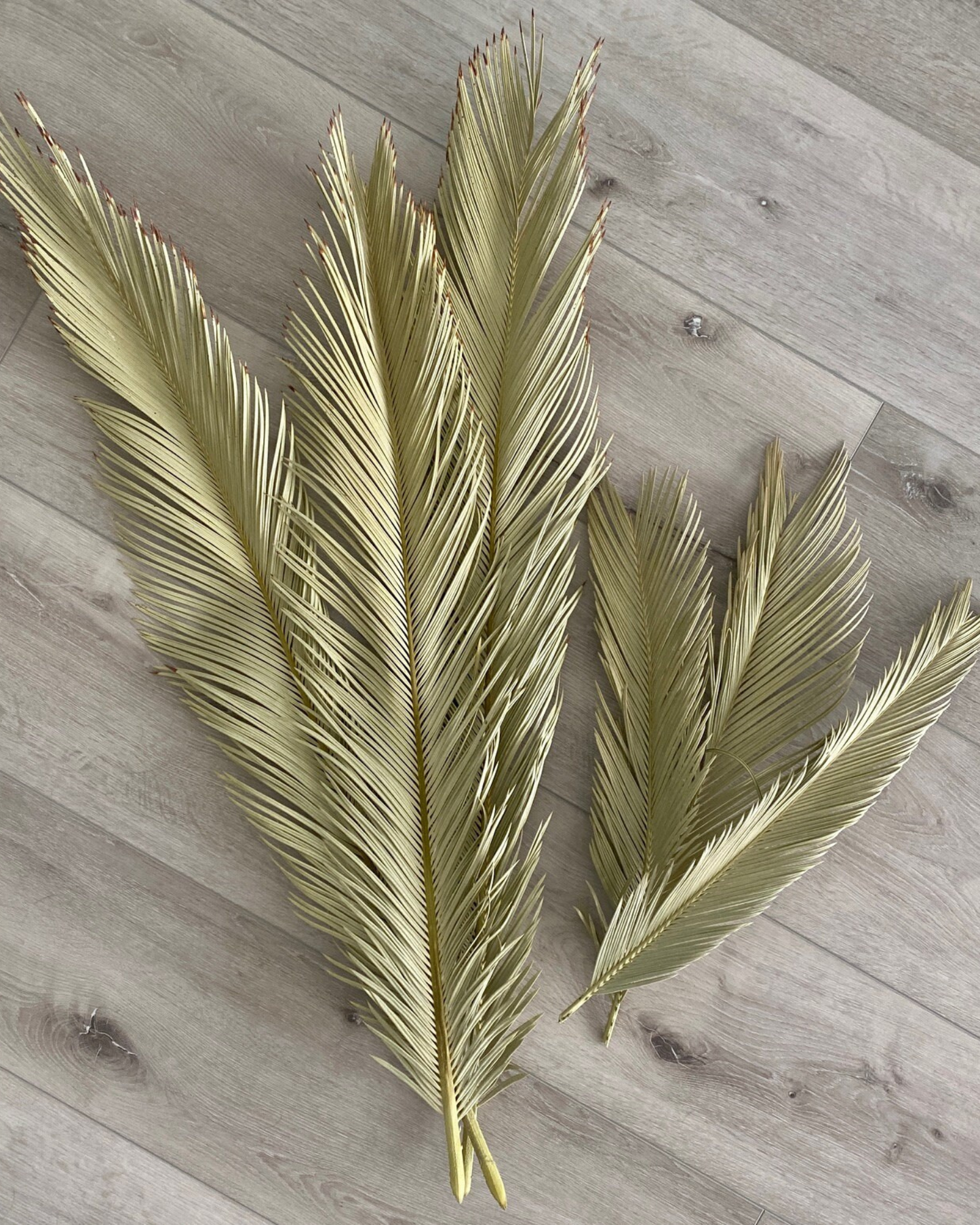 Dried Cycus Leaves