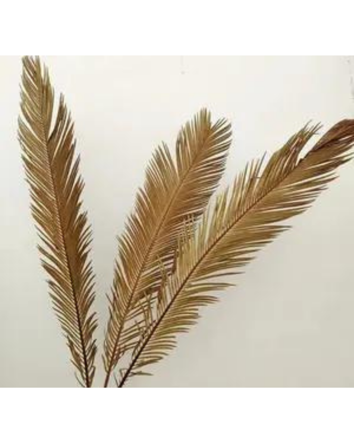 Dried Cycus Leaves
