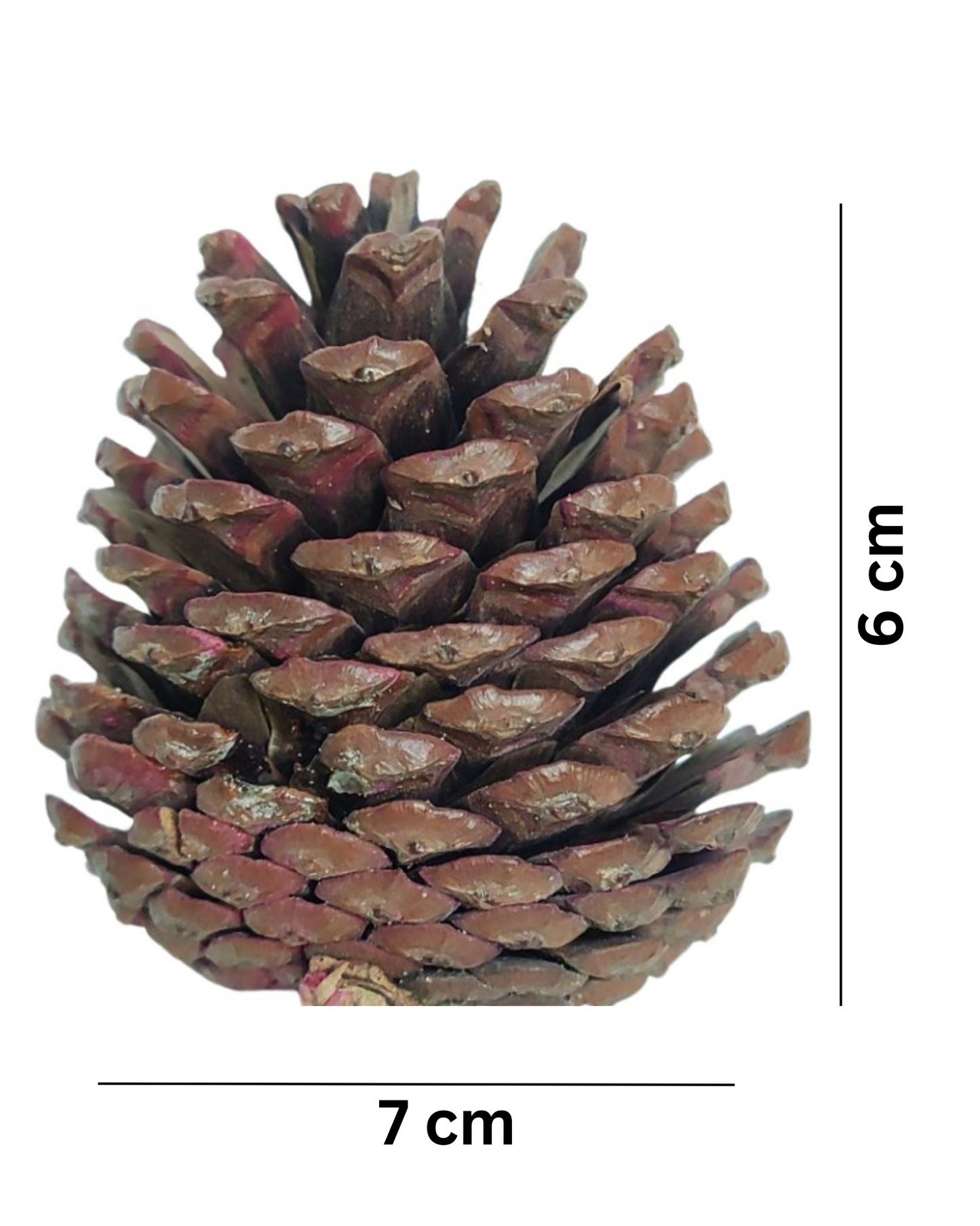 Decorative Pine Cone for Christmas Decor & DIY