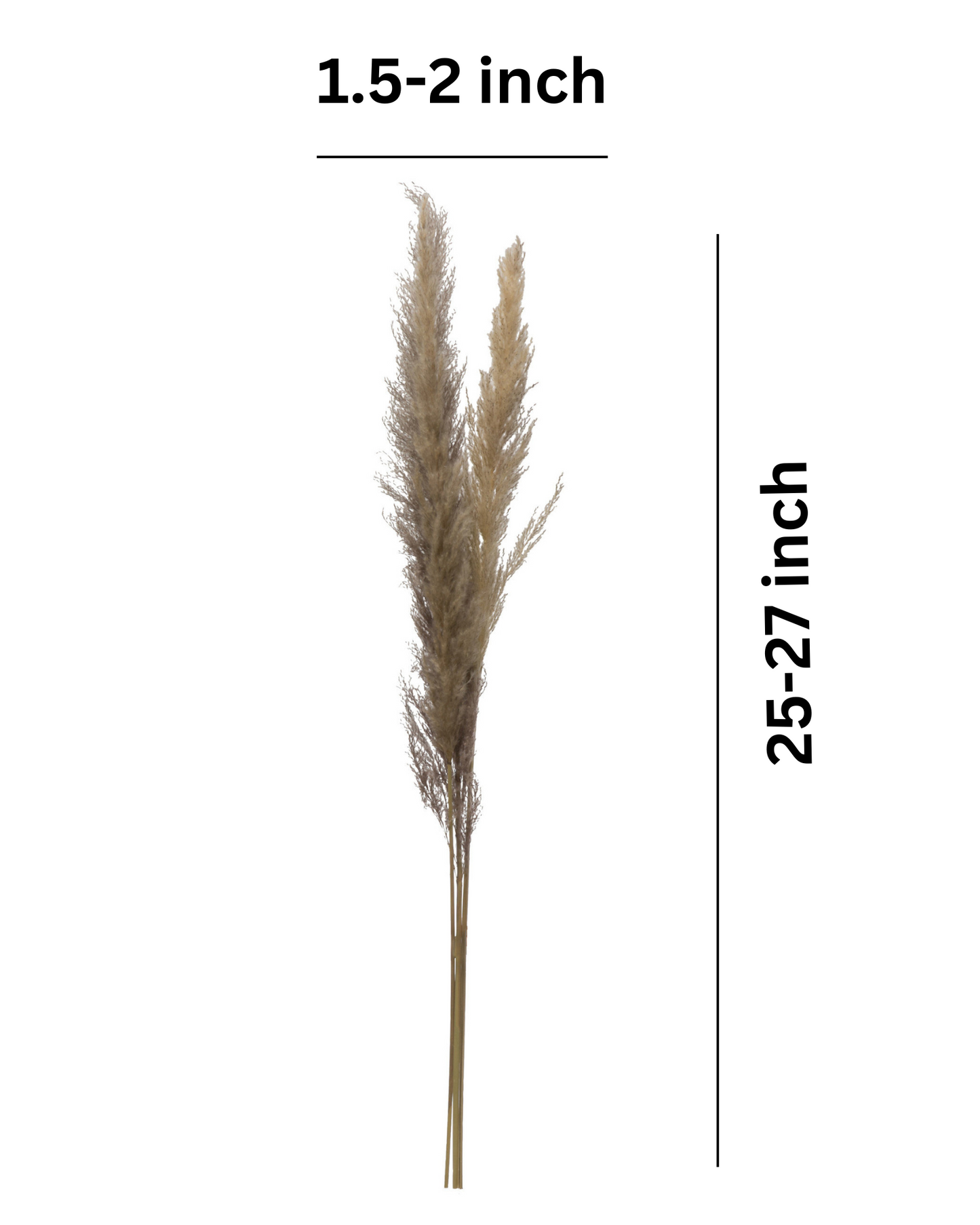 Dried Pampas Grass Bunch 10 pcs