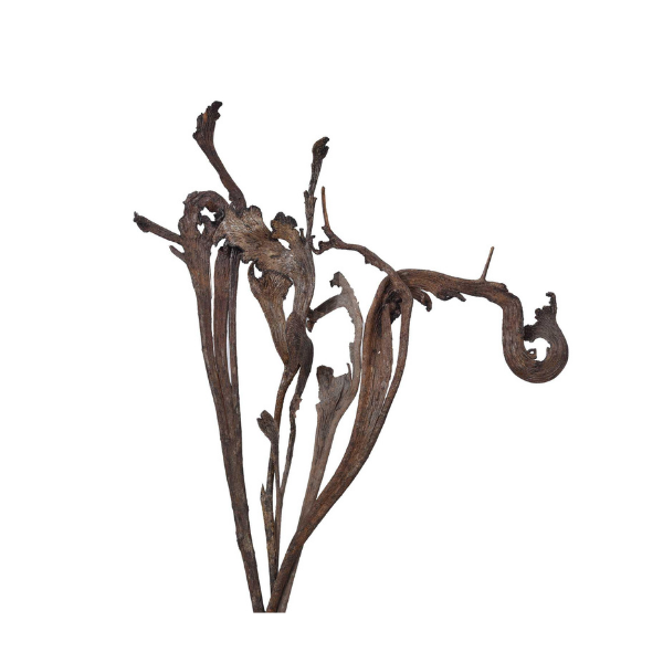 Dried Natural Natraj Stick/ Stem 10 Pcs