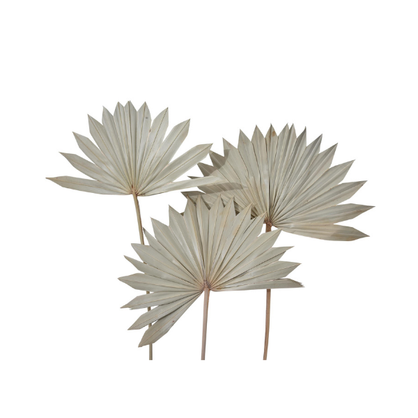 Dried Natural Palm Leaf Sun Spear