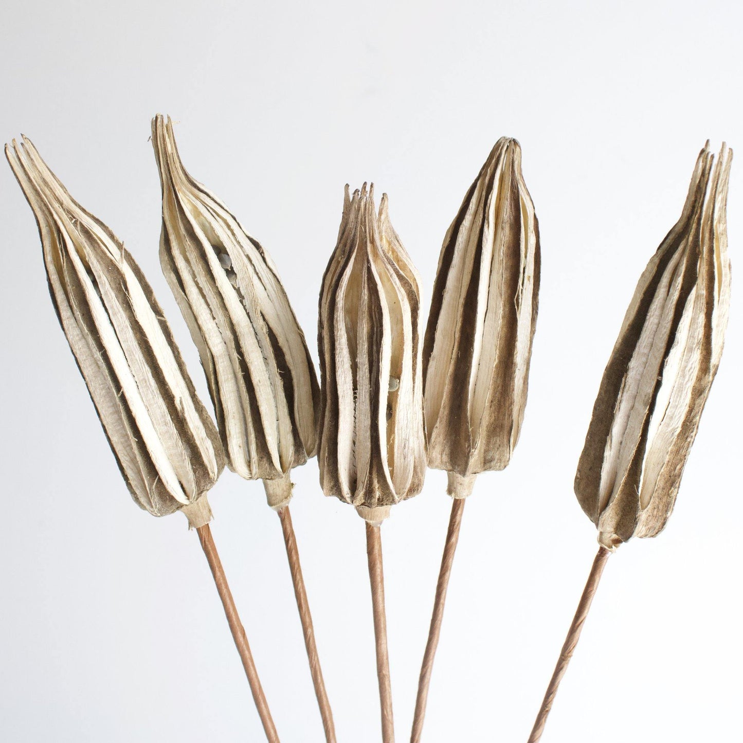 Natural Dried Ladies Finger on Stem