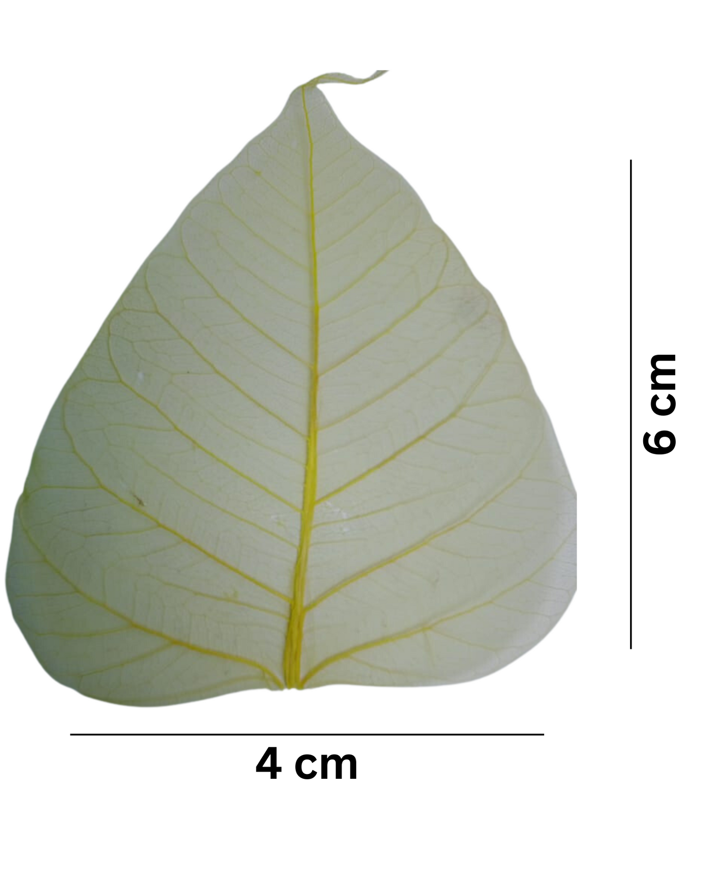 Natural Dried Pepal Leaves Skeleton Net