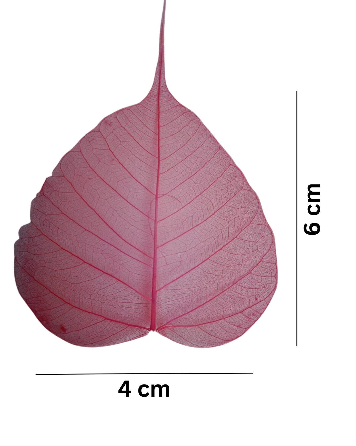 Natural Dried Pepal Leaves Skeleton Net