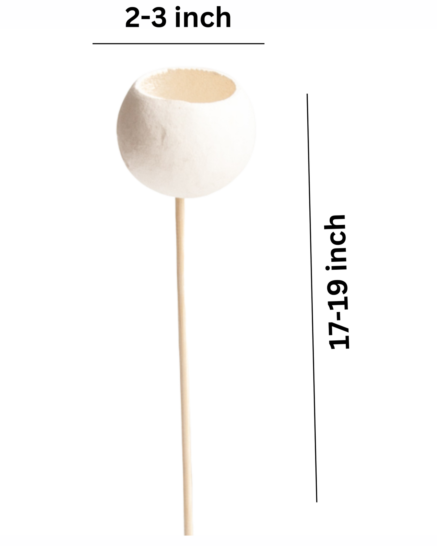 Dried Bell Fruit Shell Bleached on Stem