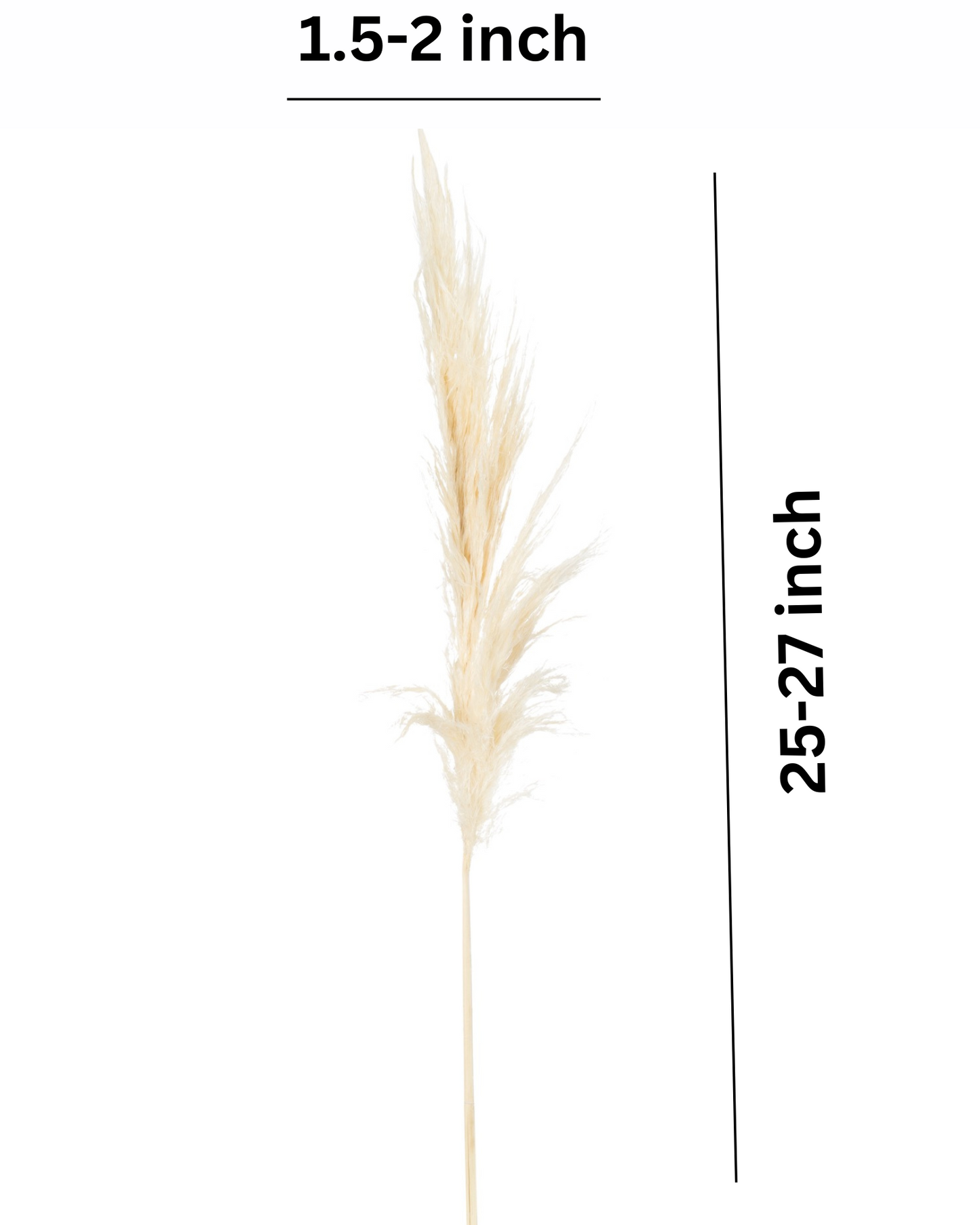 Dried Pampas Grass Bunch 10 pcs
