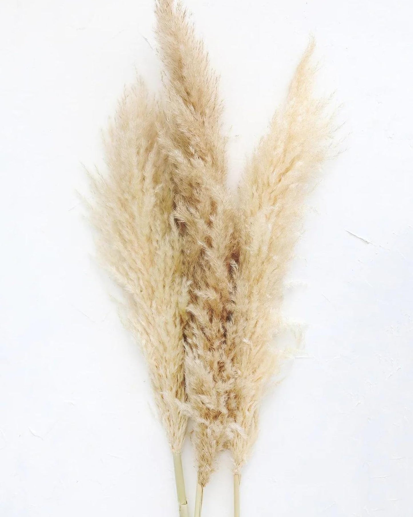 Dried Pampas Grass Bunch 10 pcs