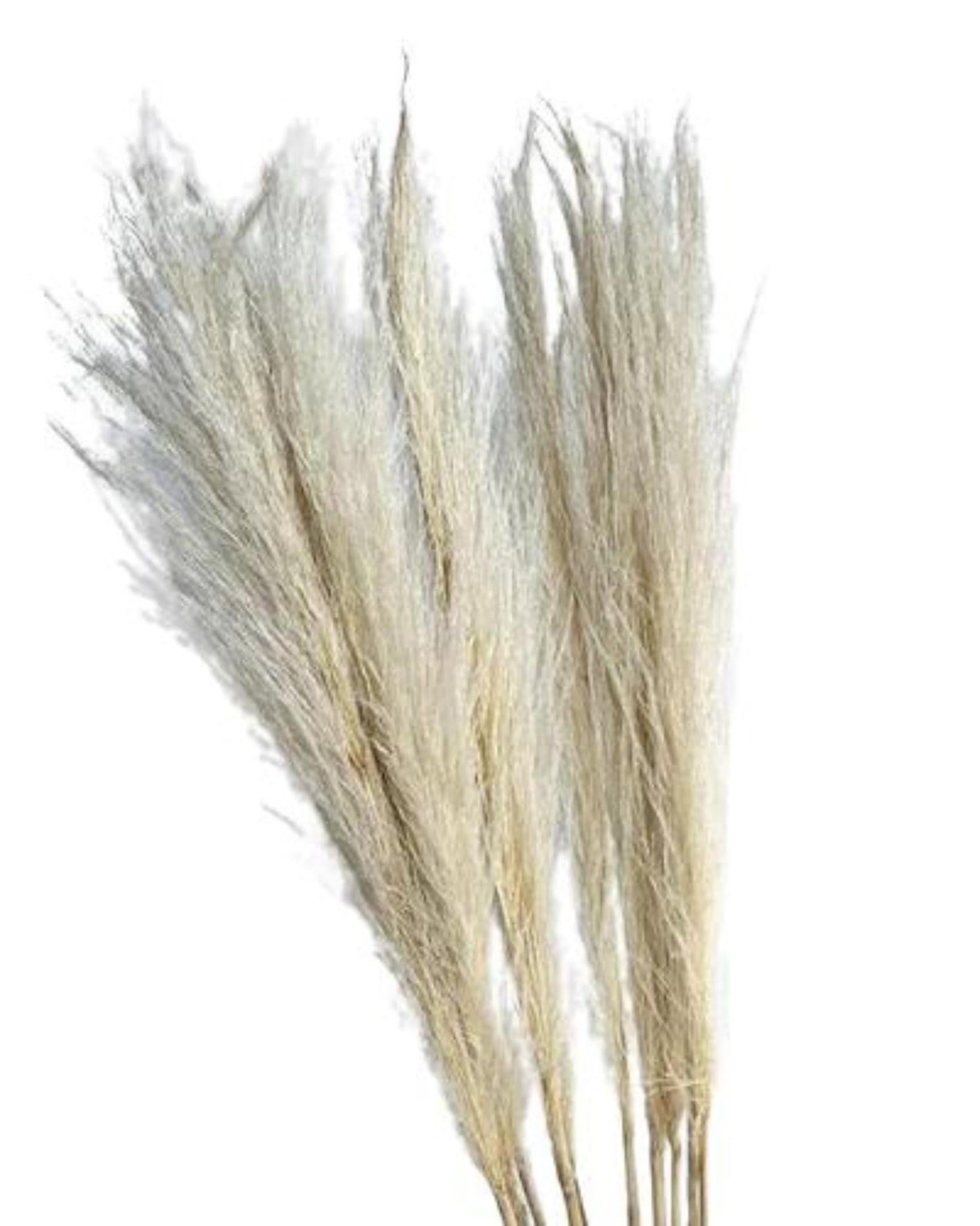 Dried Pampas Grass Bunch 10 pcs