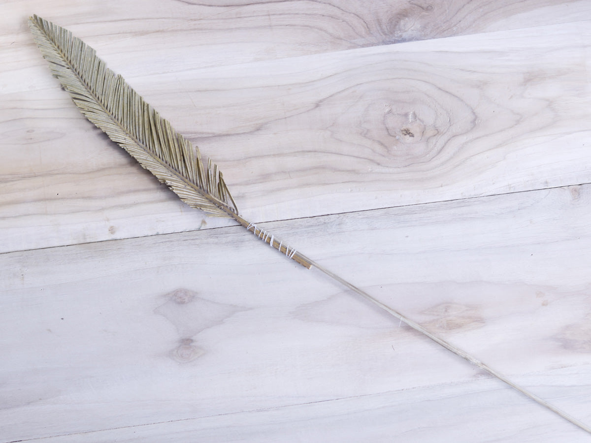 Dried Cycus Cutting with Stem