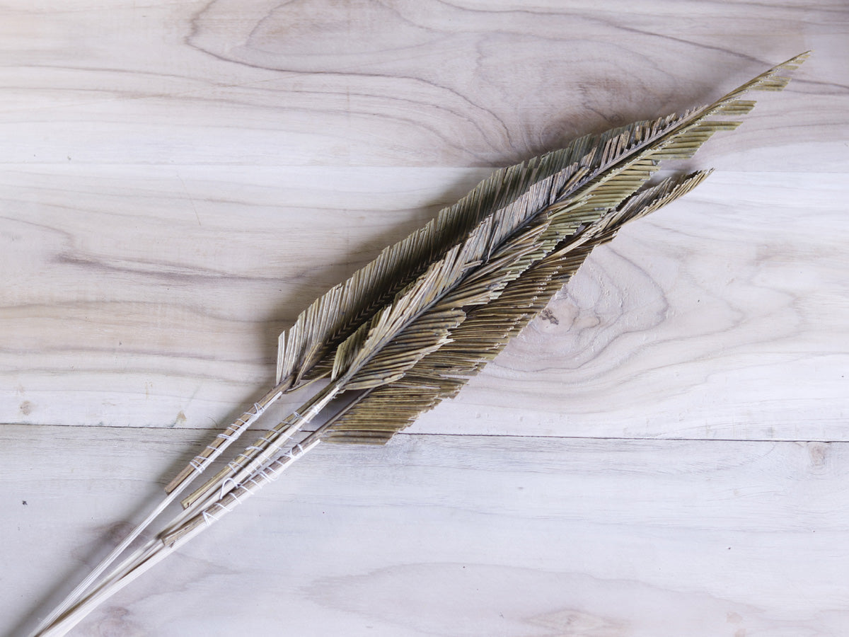 Dried Cycus Cutting with Stem