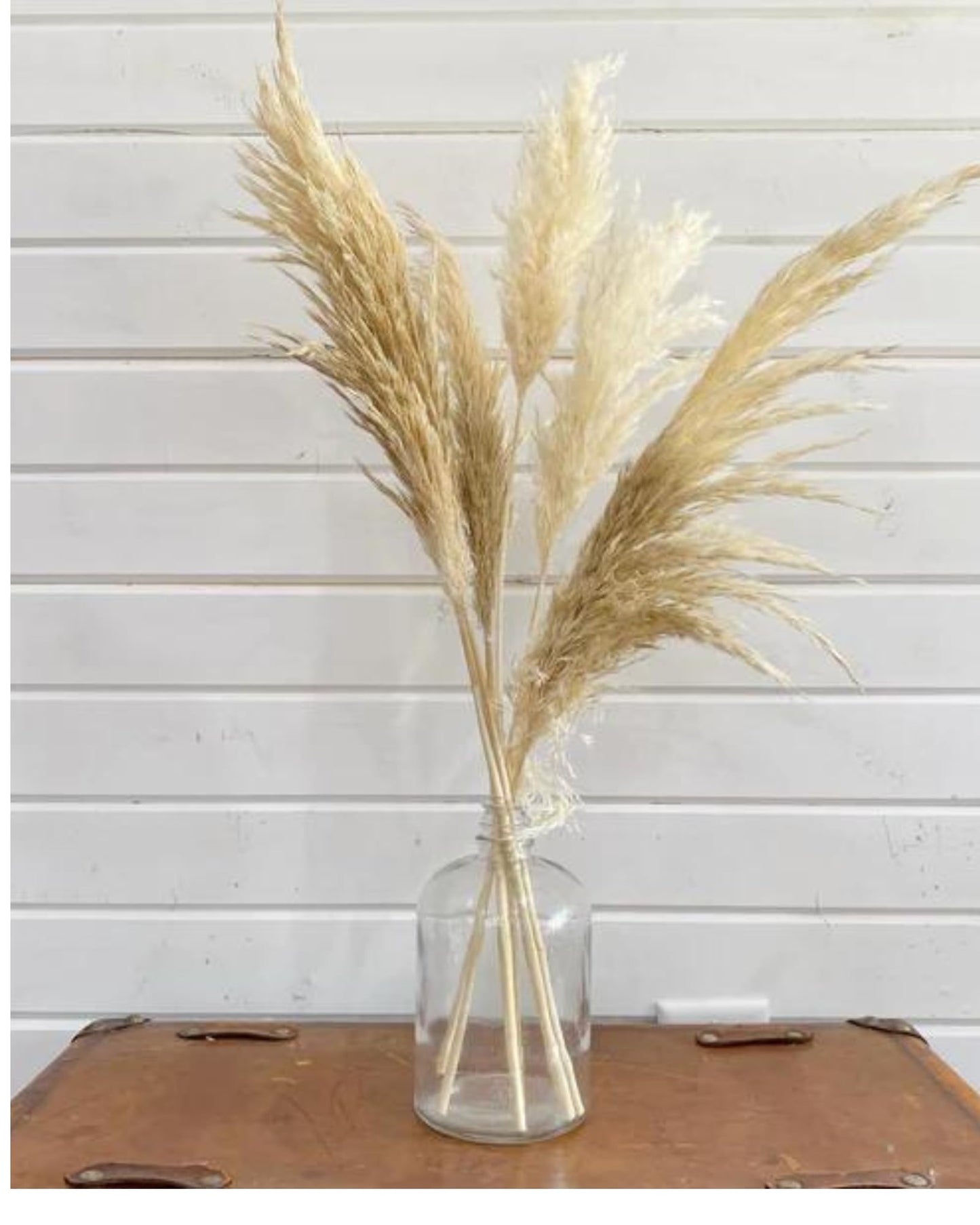 Dried Pampas Grass Bunch 10 pcs