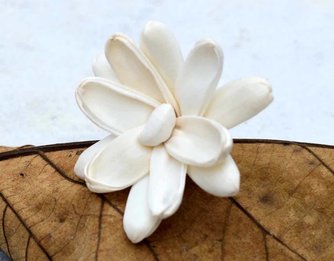 Erica Sola Wood Flower