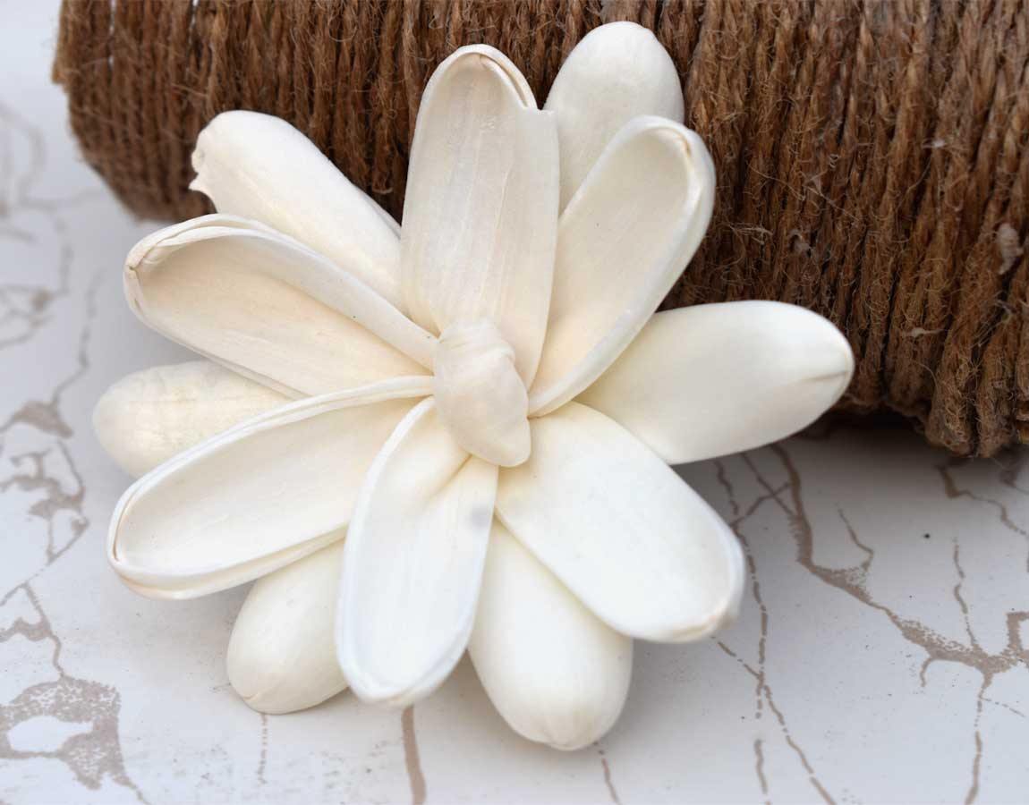 Erica Sola Wood Flower