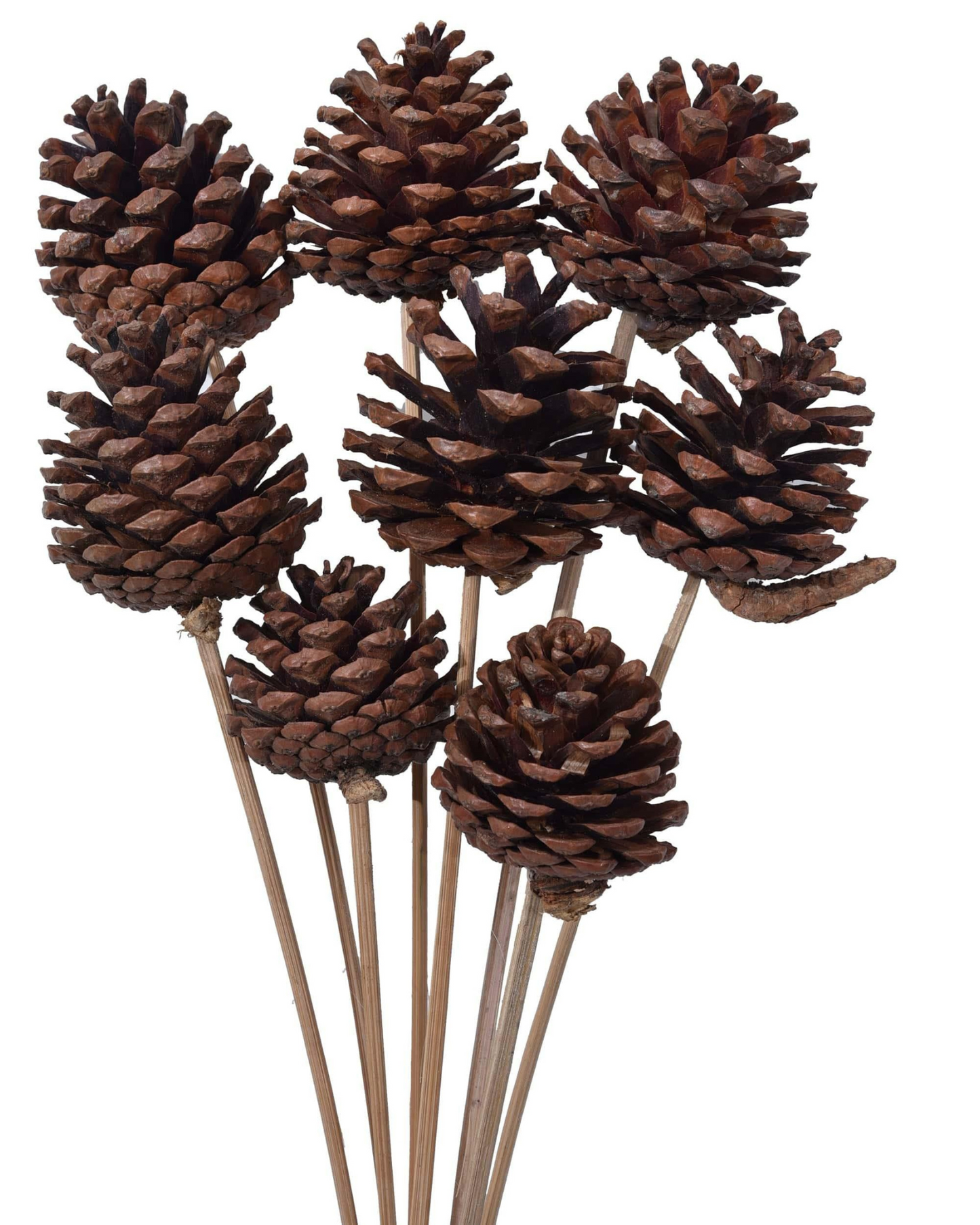 Pine Cone Stick