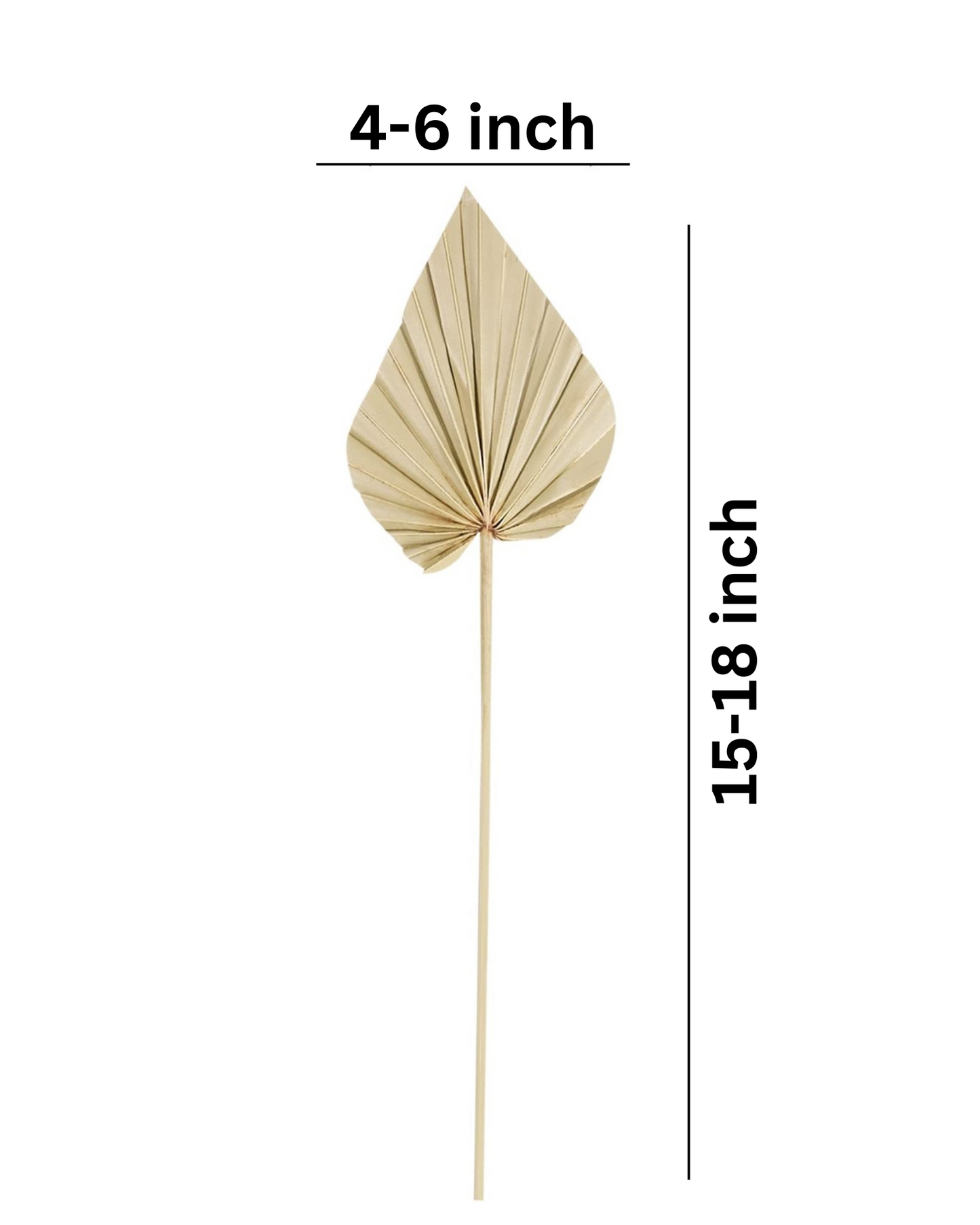 Natural Dried Palm Leaf Spear
