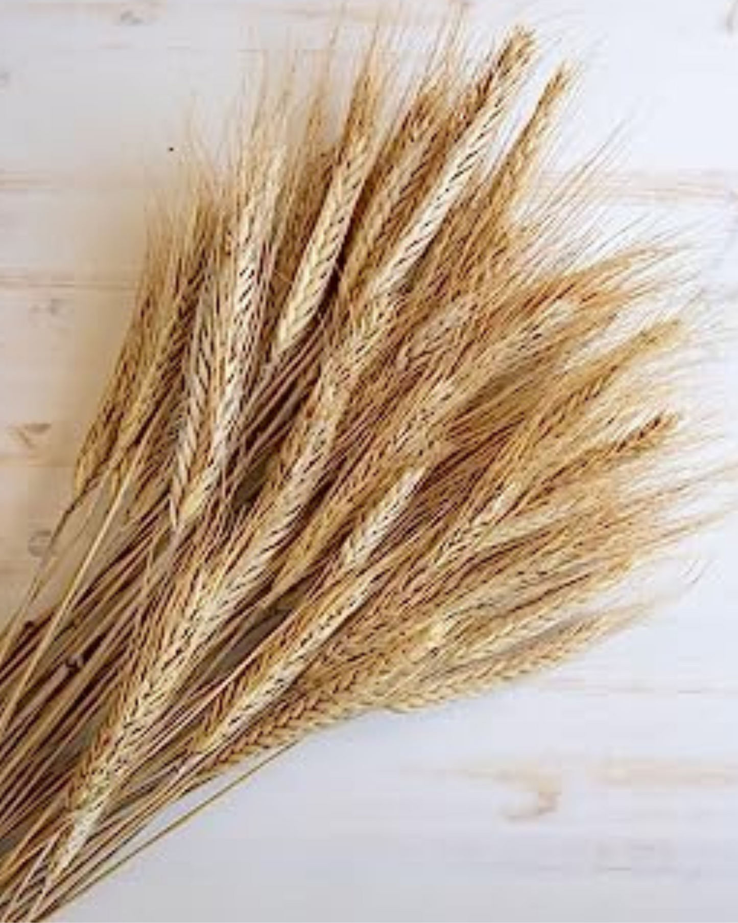 Dried Wheat Stalks for Decor - Set of 100