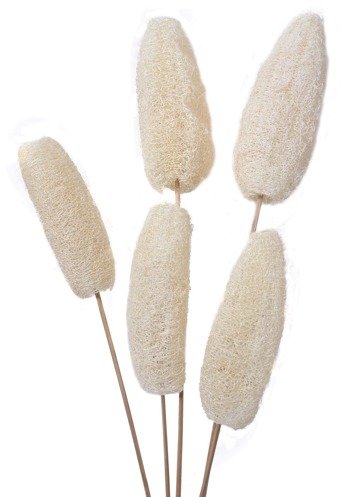 Natural Dried Luffa on Stem