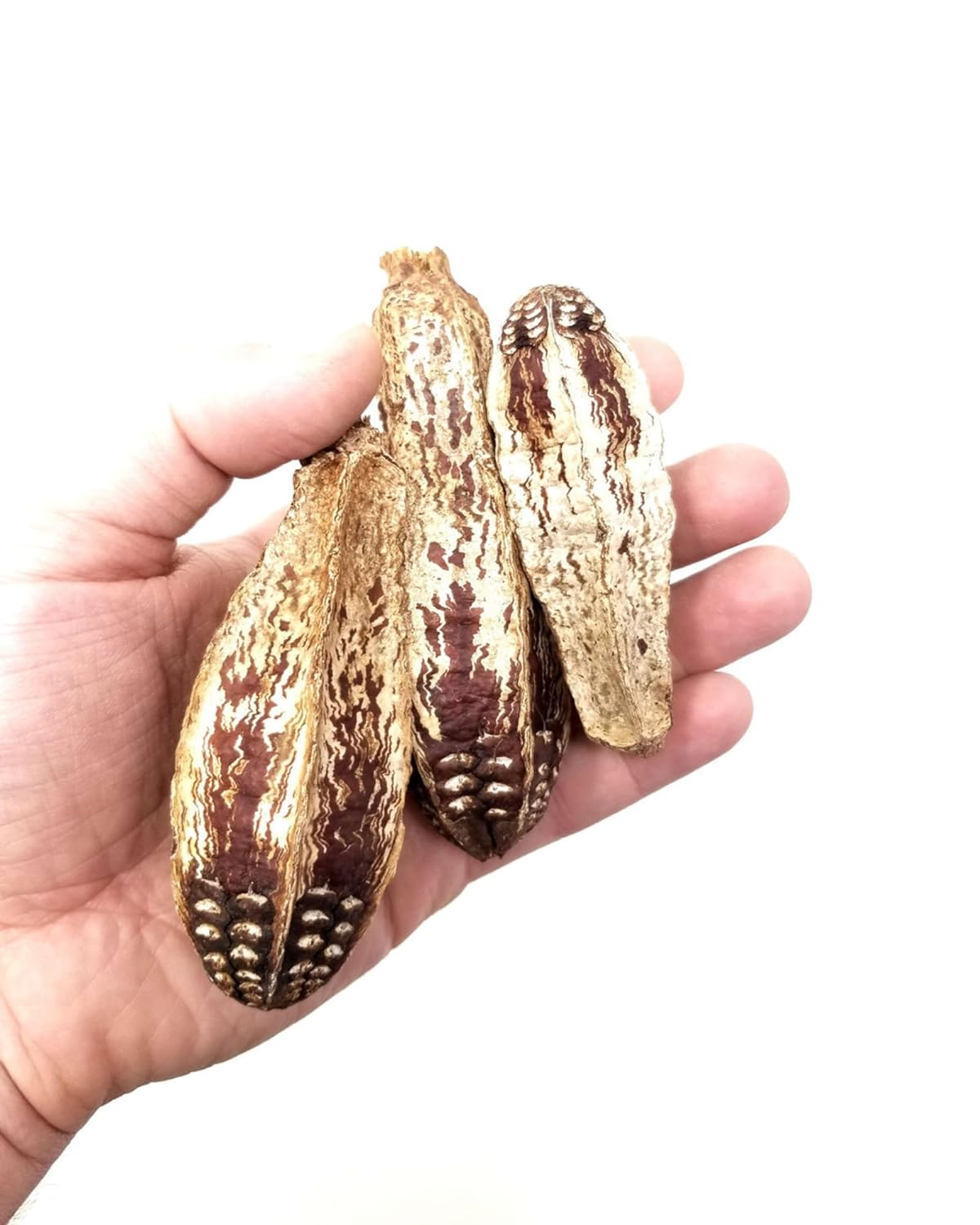 Natural Mahogany Pods Bird Toys for All Birds