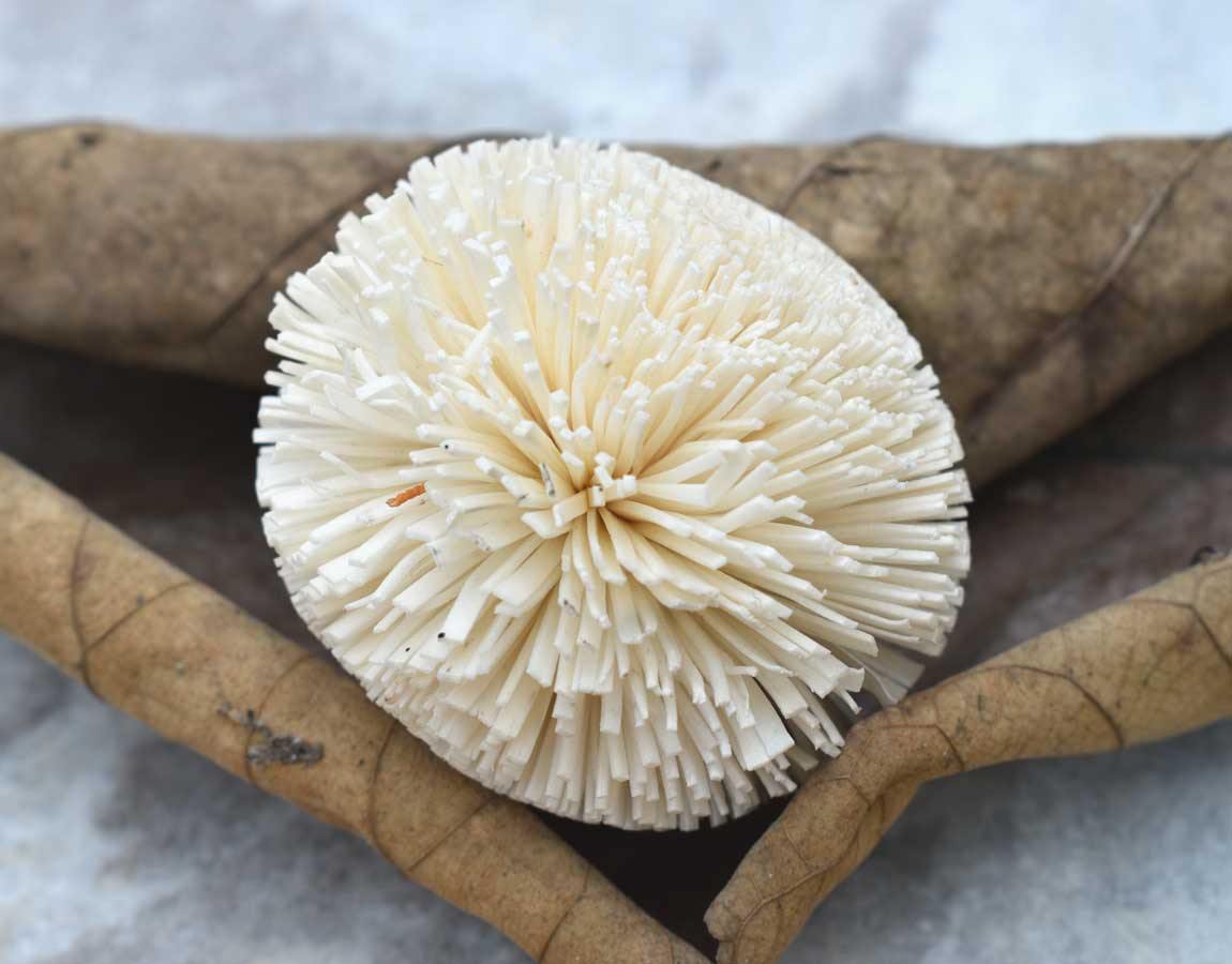 Kadam Sola Wood Flower