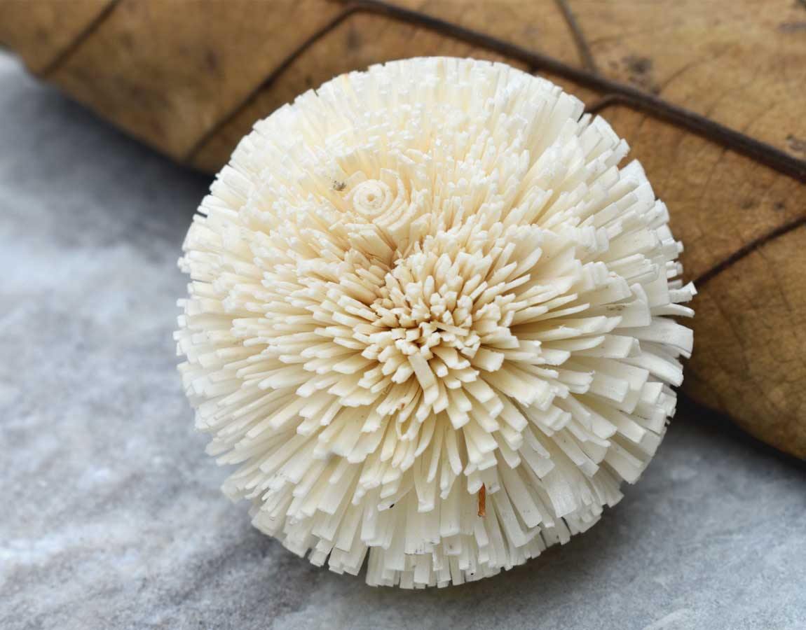 Kadam Sola Wood Flower
