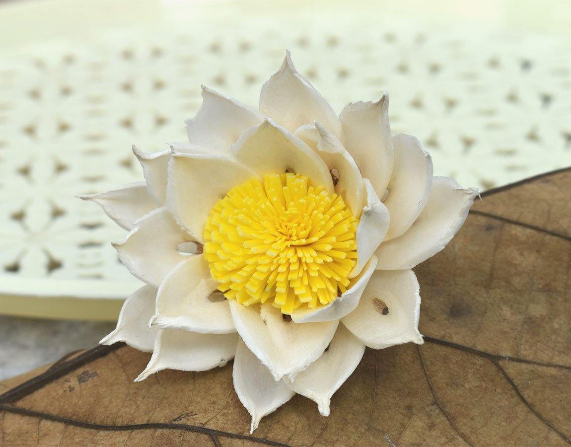 Marguerite Sola Wood Flower