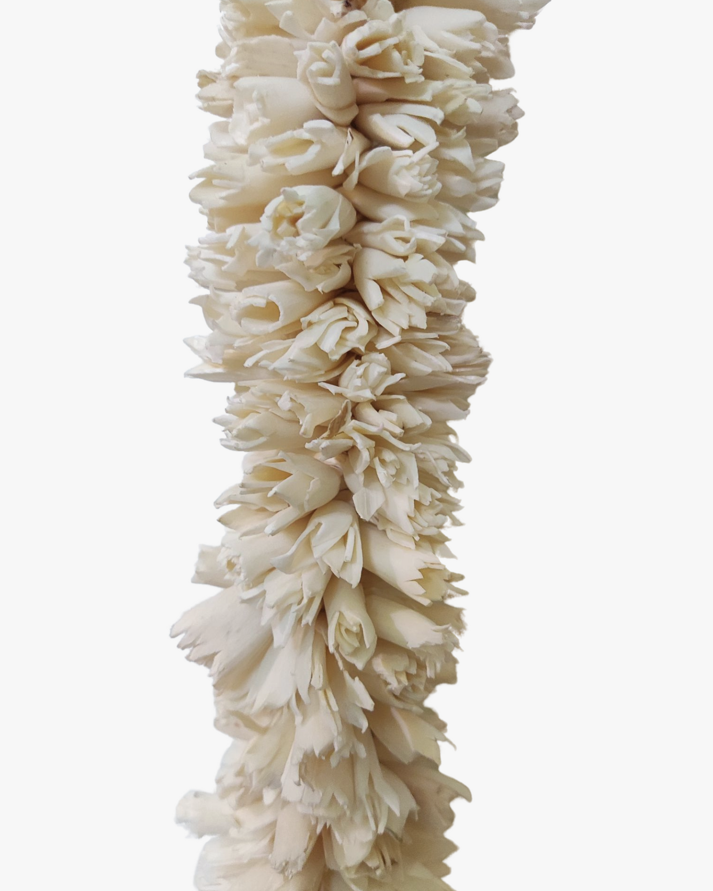 Sola Ladi Chain Plain with Lotus