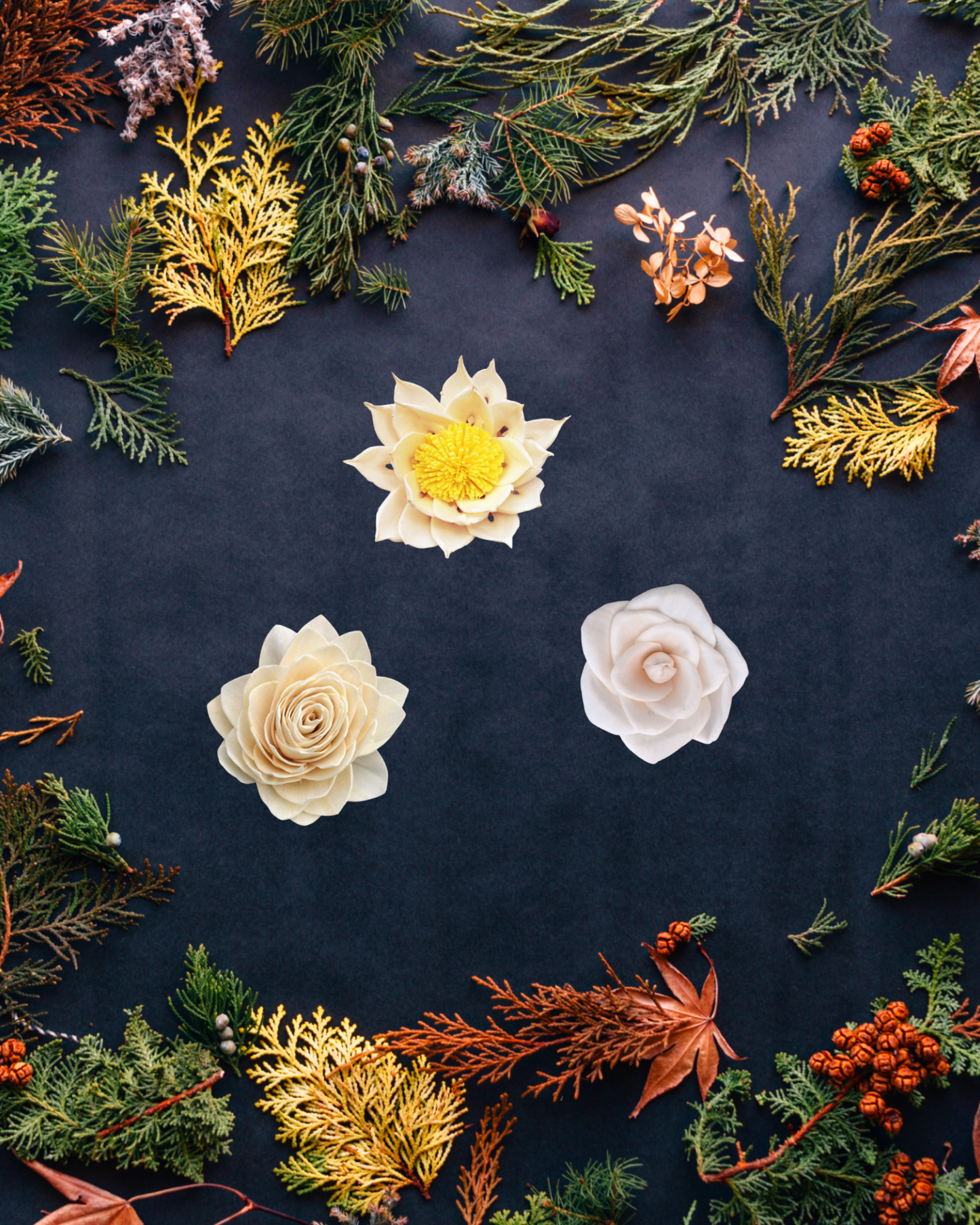 Marguerite Sola Wood Flower